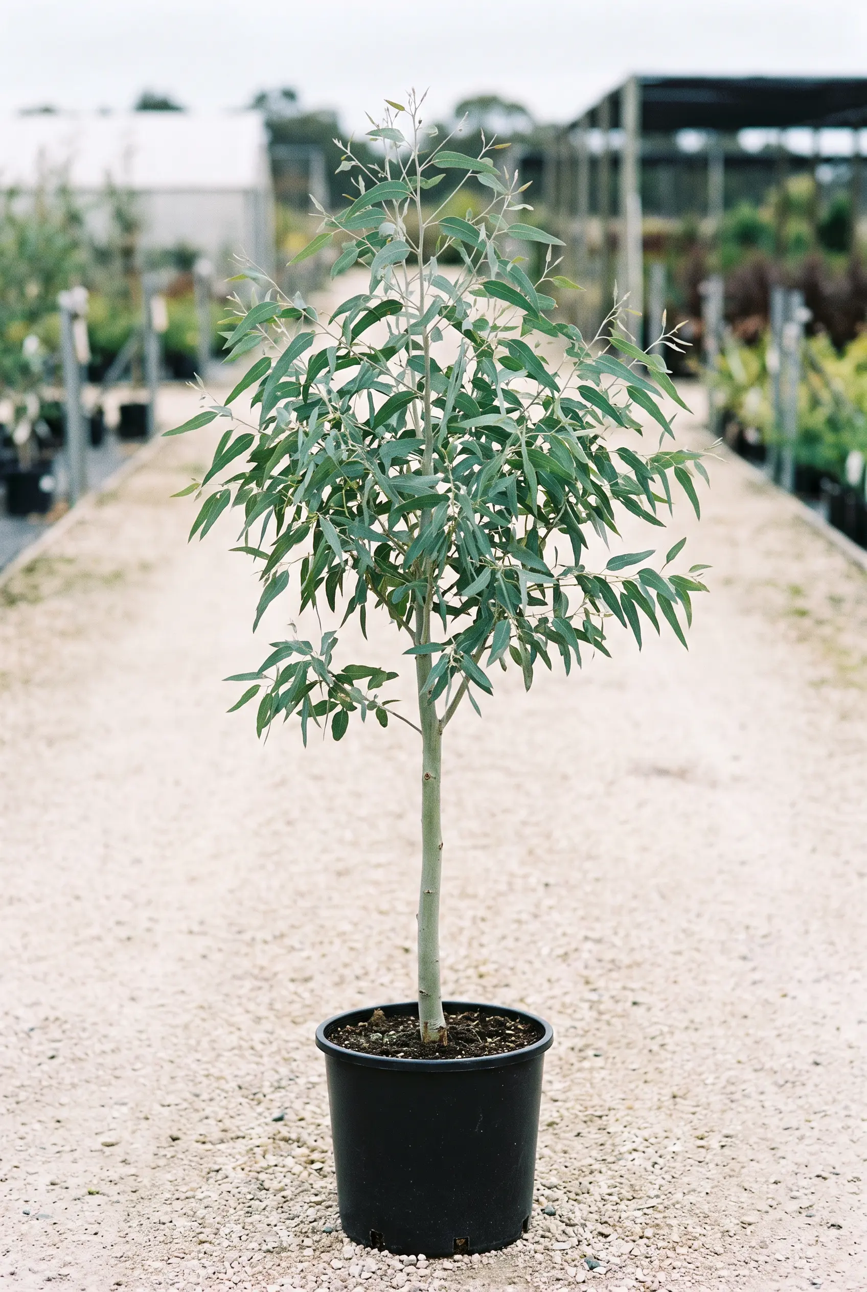 EUCALYPTUS GLOBULUS vertical