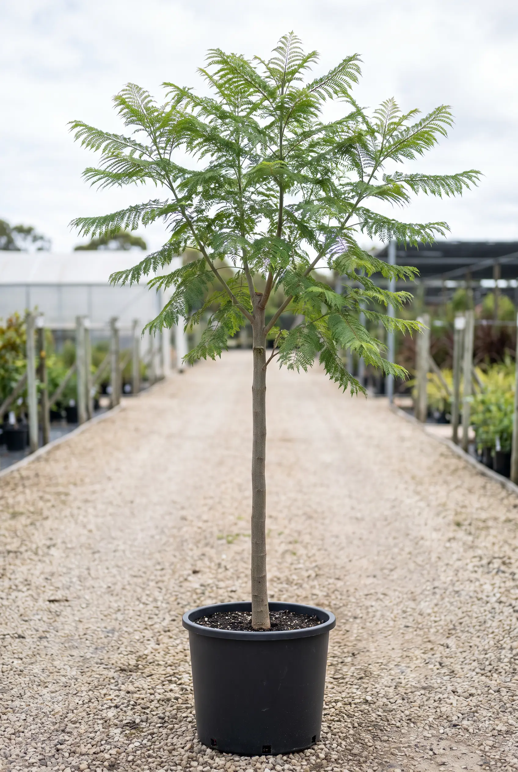JACARANDA MIMOSIFOLIA vertical