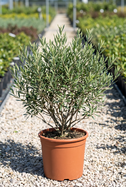 ornacom-shrub-form