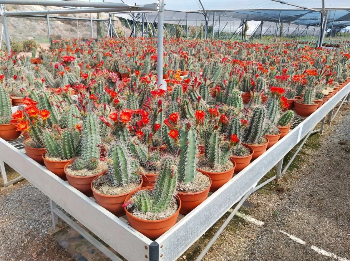 ornacom_cactus desierto