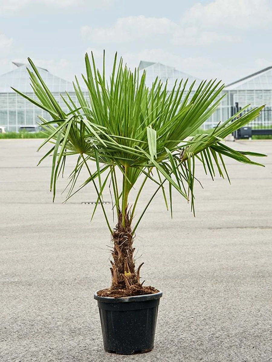 ornacom_TRACHYCARPUS FORTUNEI ornacom_TRACHYCARPUS FORTUNEI