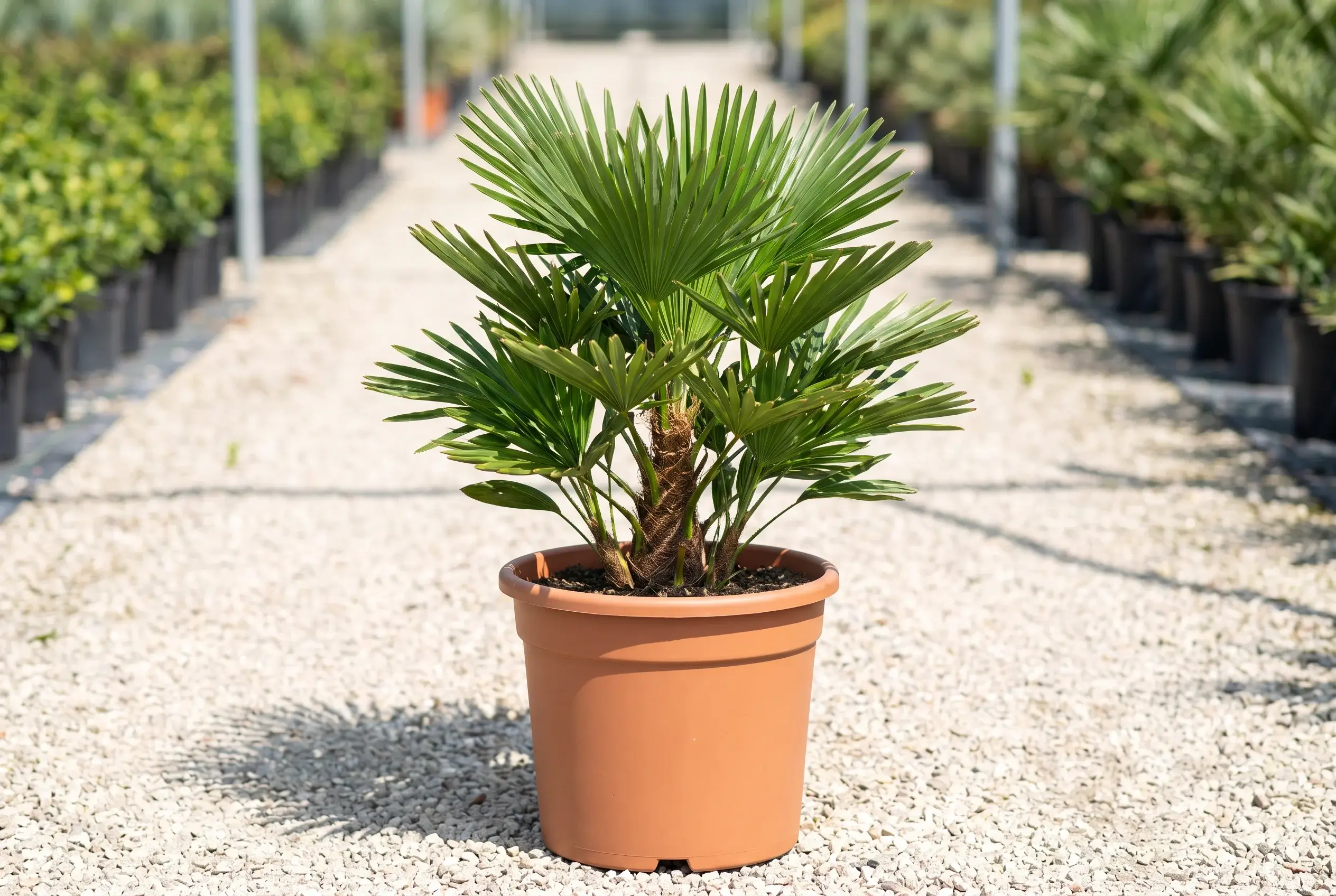 ornacom_TRACHYCARPUS WAGNERIANUS ornacom_TRACHYCARPUS WAGNERIANUS