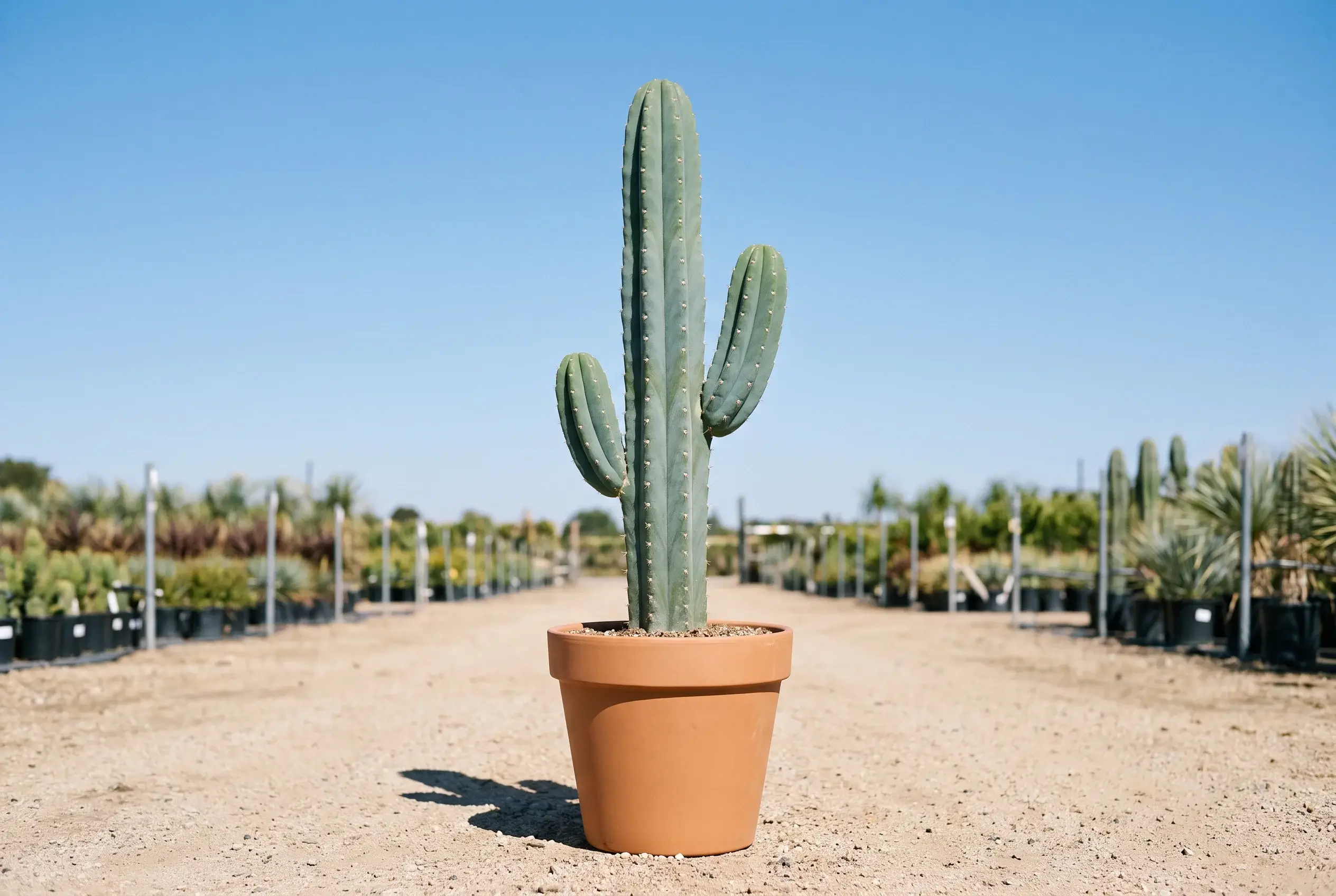 ornacom_CACTUS COLUMNAR