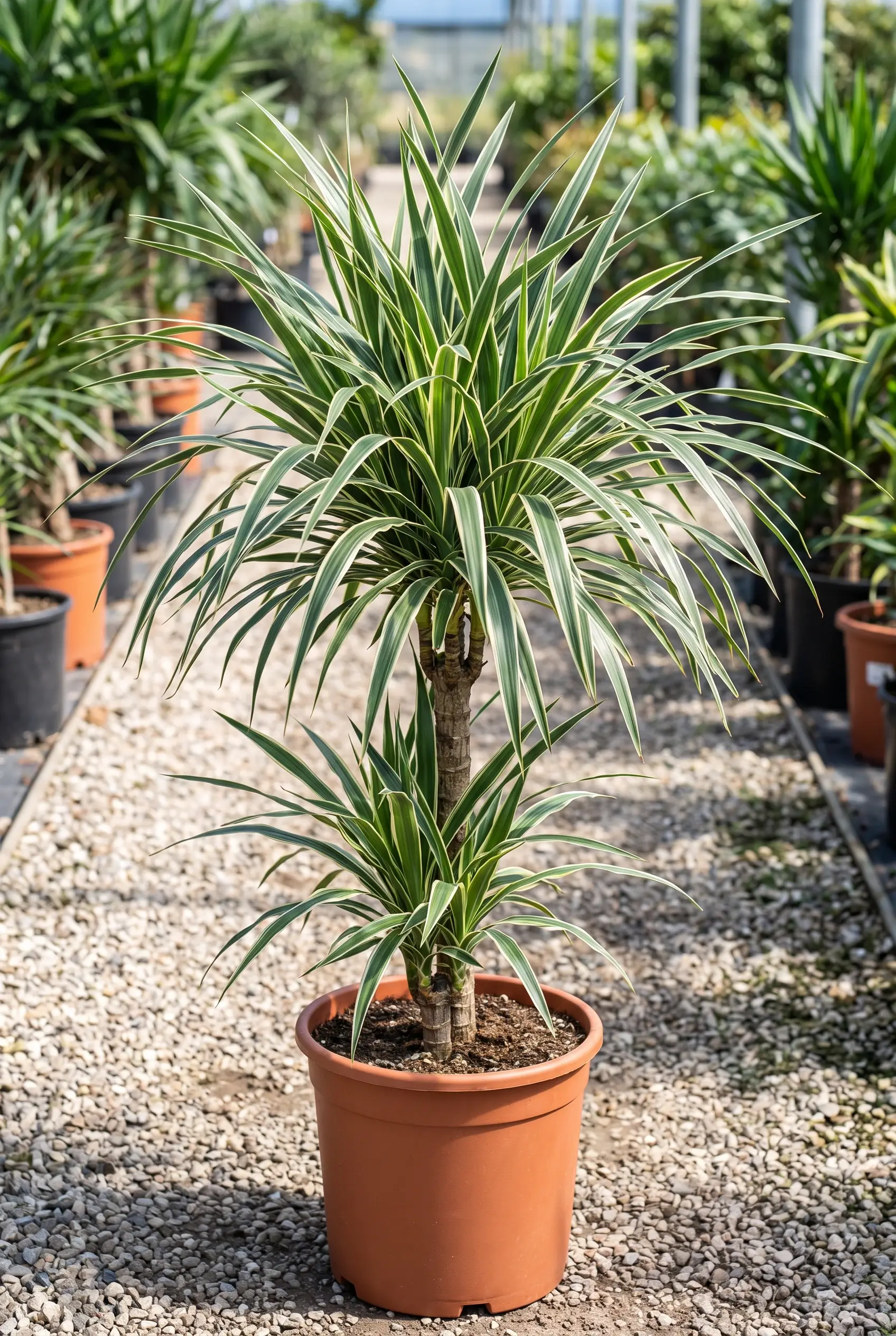 ornacom_Dracaena australis ‘Dazzler’