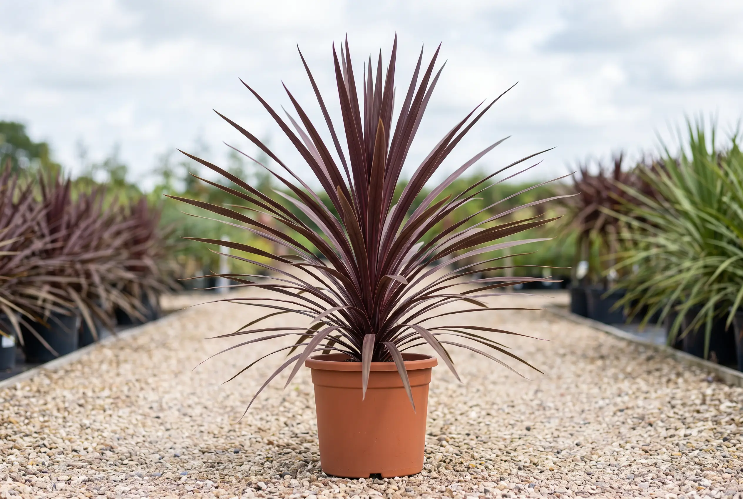 DRACAENA AUSTRALIS ‘RED STAR’