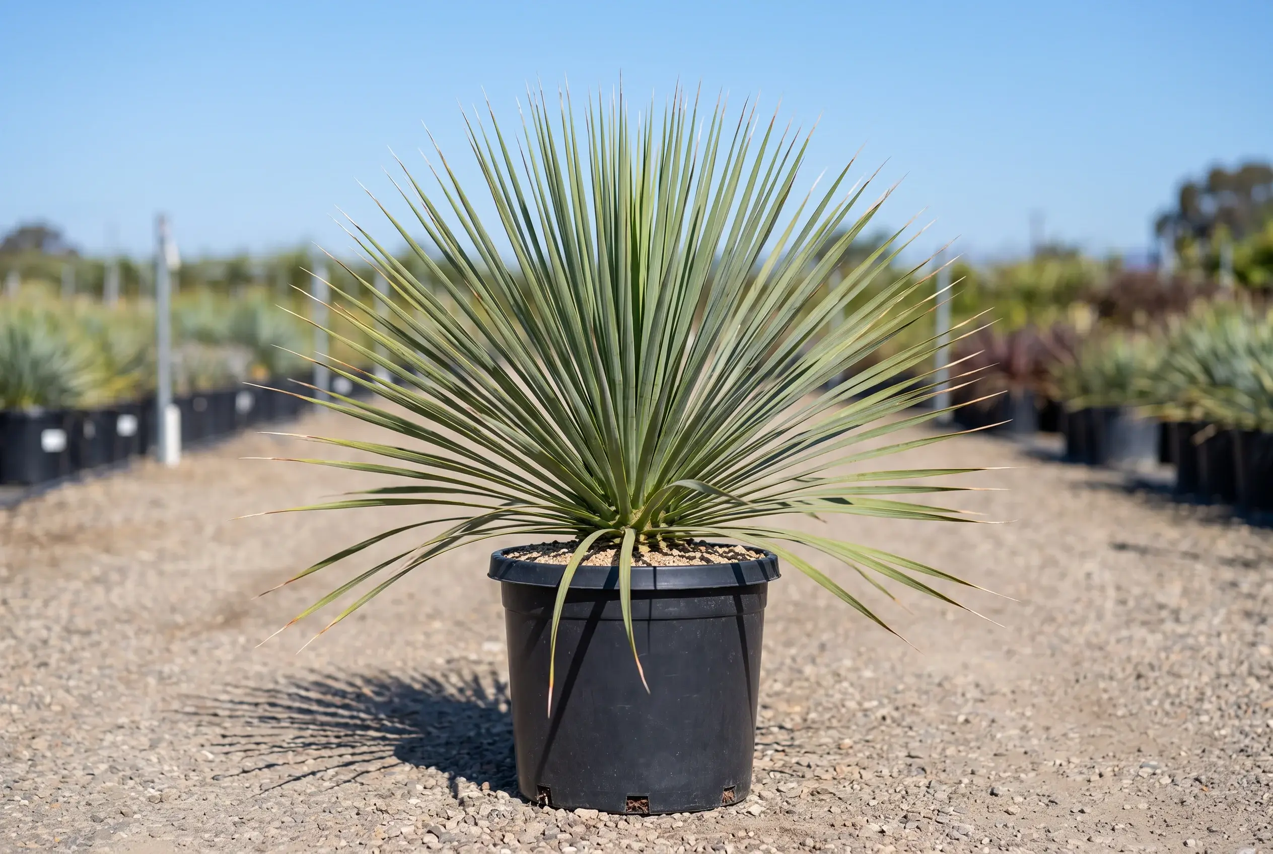 ornacom_NOLINA NELSONII