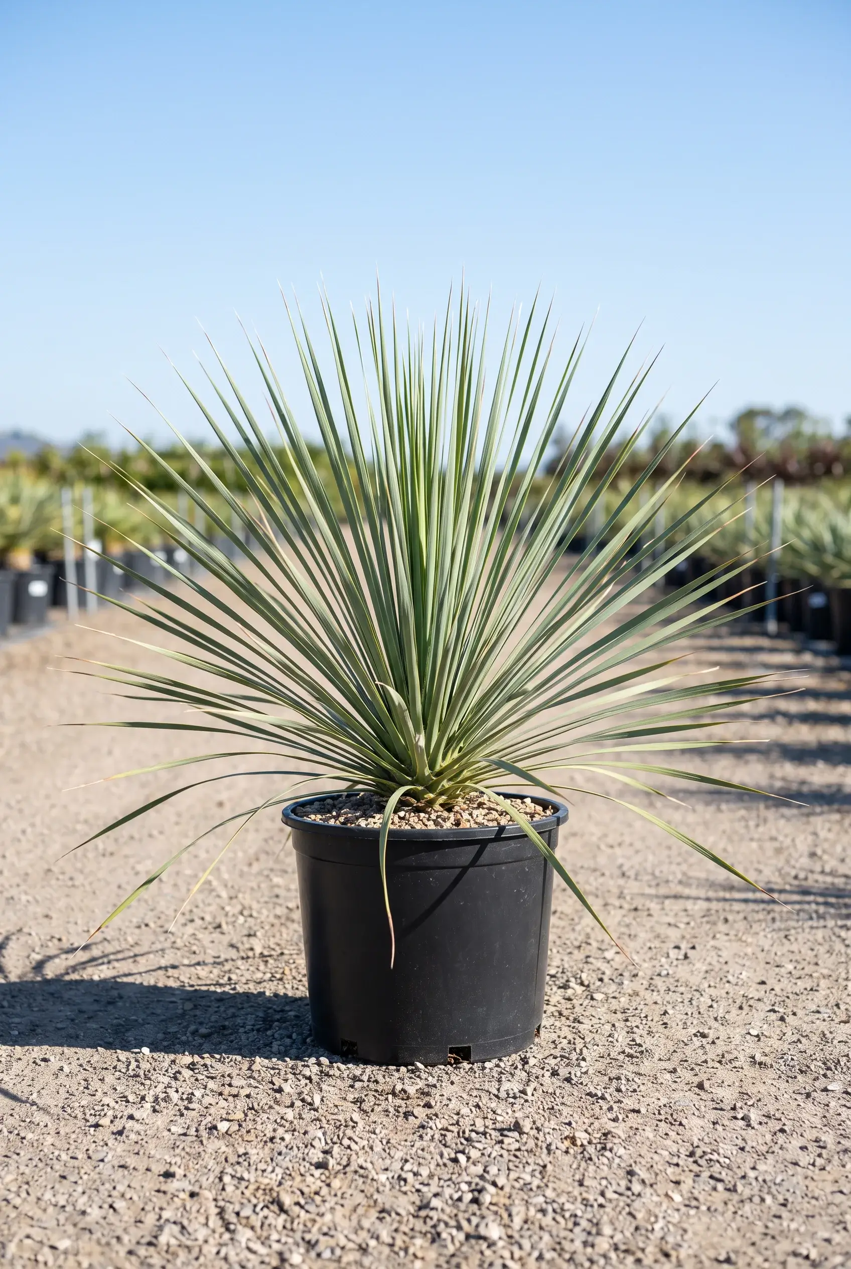 ornacom_Nolina nelsonii ornacom_Nolina nelsonii