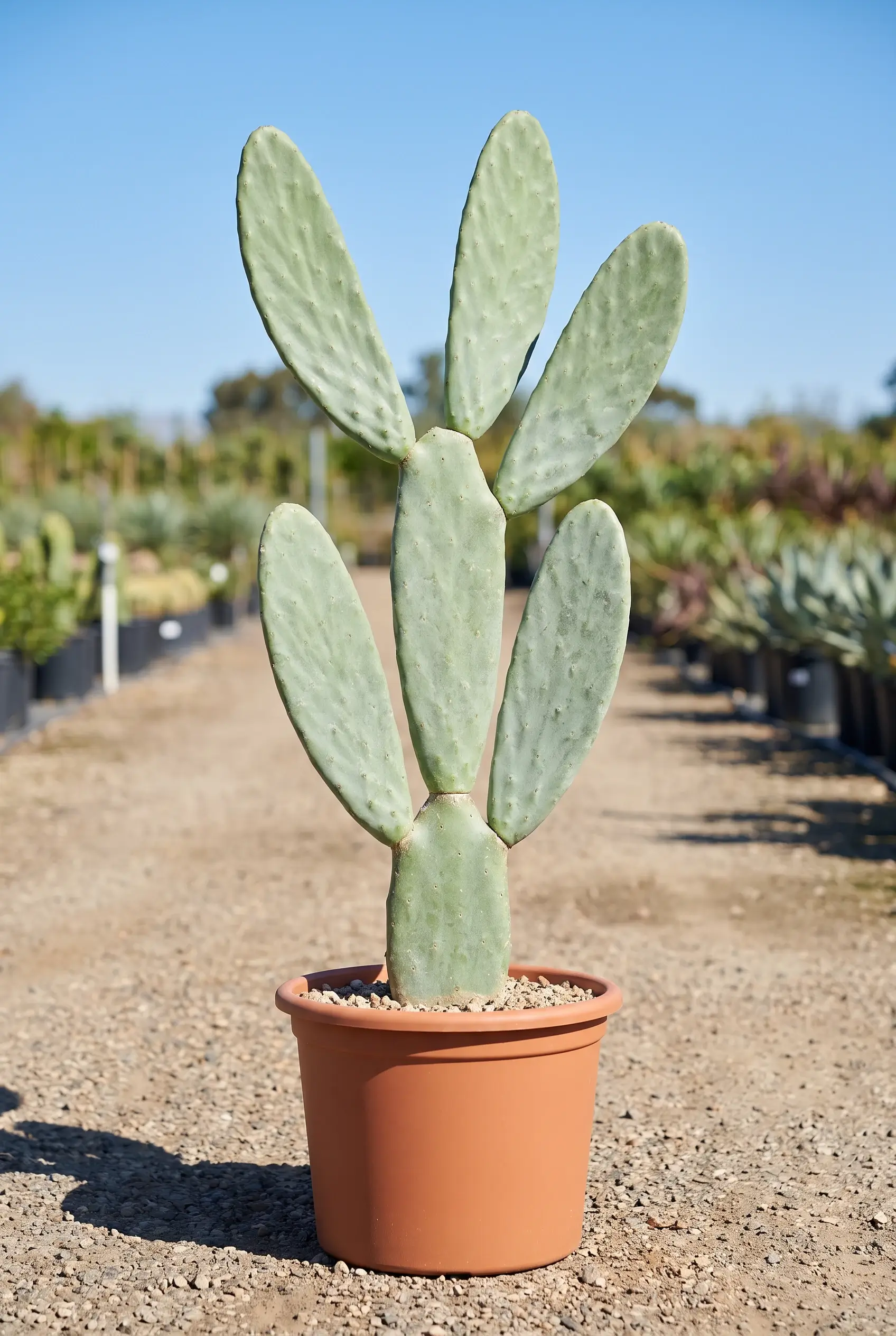 ornacom_Opuntia titania ornacom_Opuntia titania
