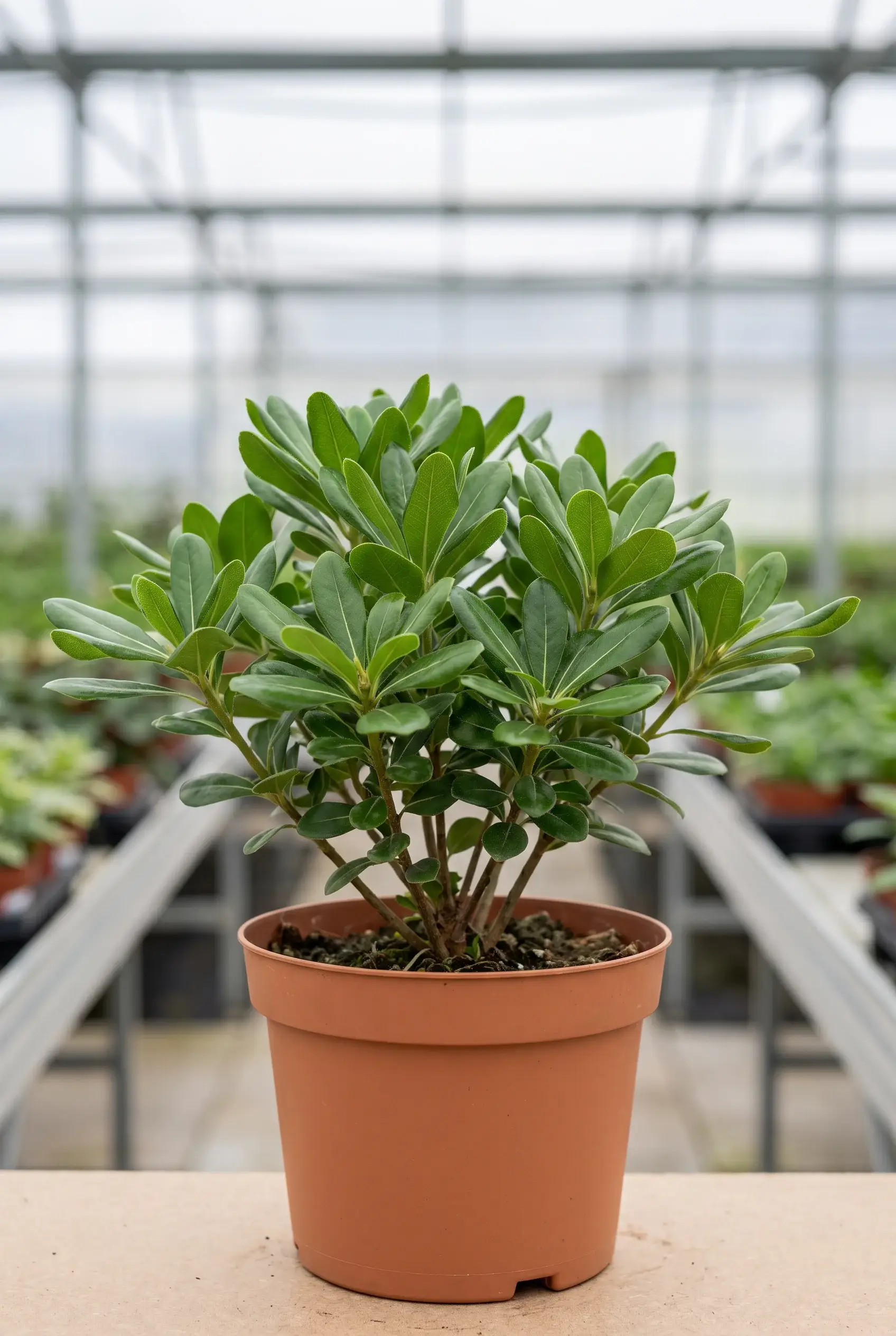 ornacom_PITTOSPORUM TOBIRA ornacom_PITTOSPORUM TOBIRA