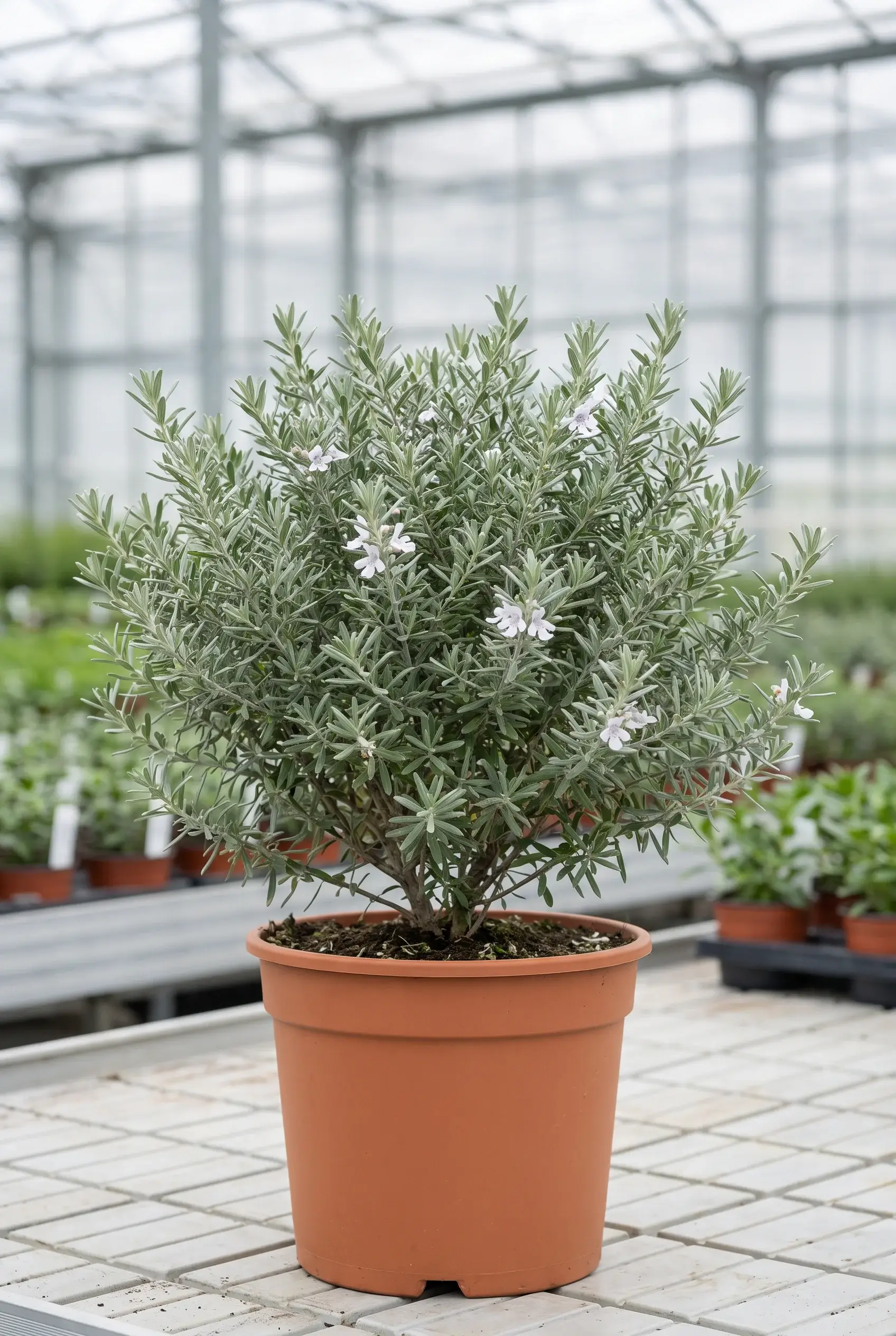 ornacom_WESTRINGIA FRUTICOSA ornacom_WESTRINGIA FRUTICOSA