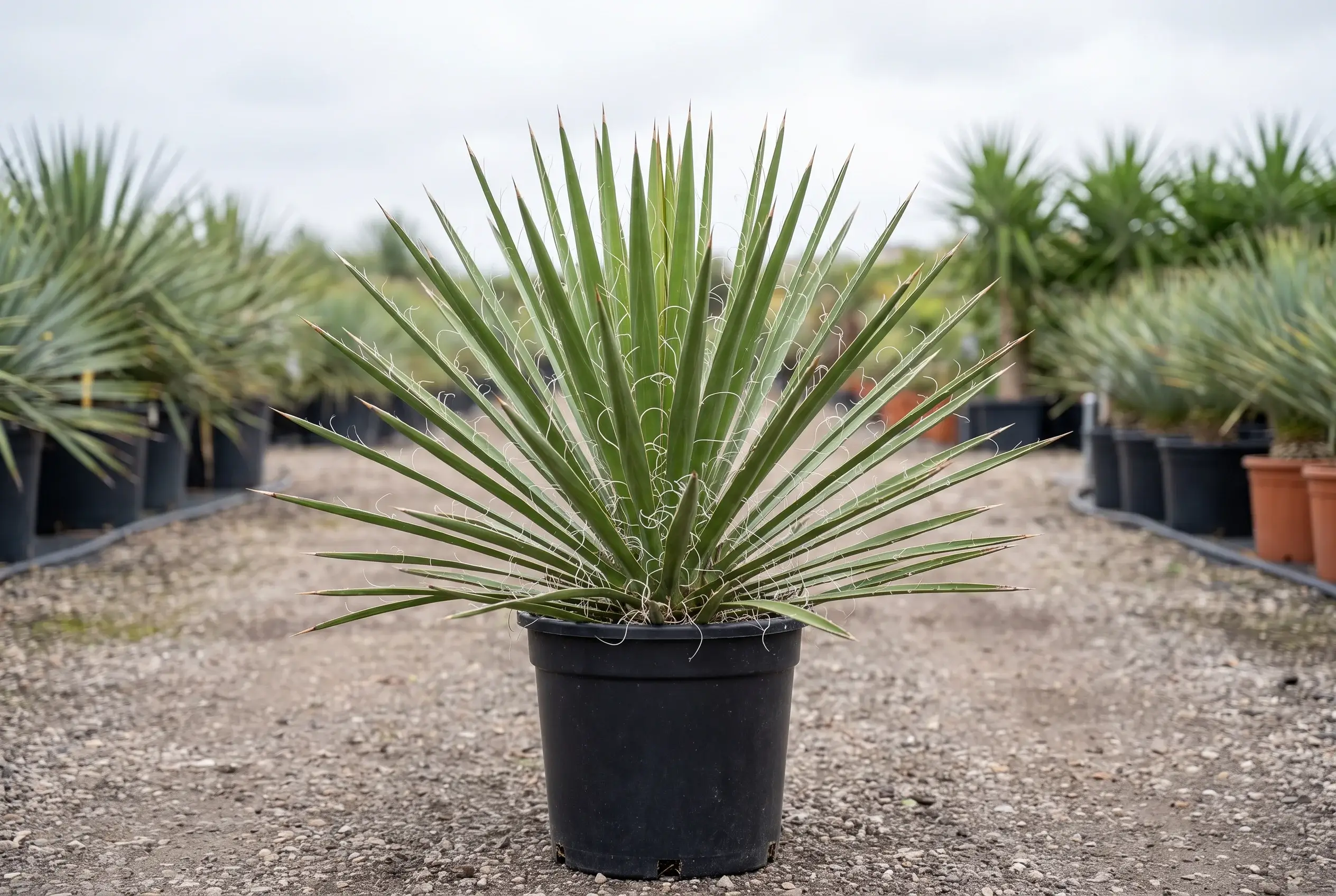 ornacom_YUCCA FILIFERA