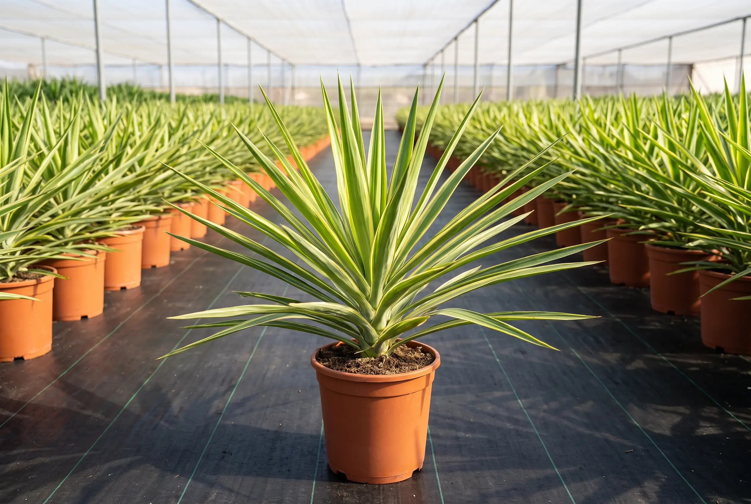 ornacom_YUCCA JEWELL