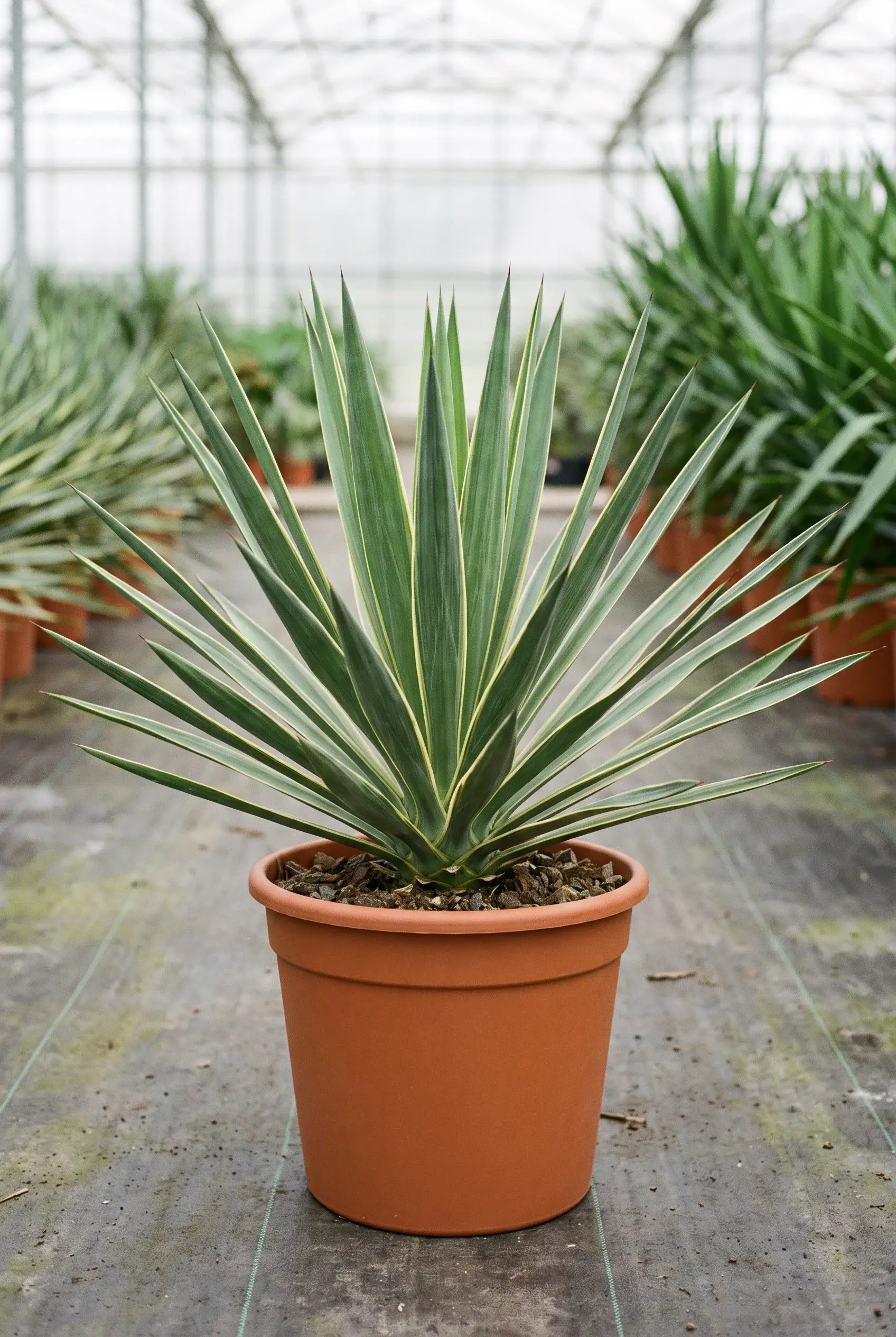 Yucca Puck Yucca Puck