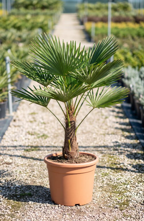 ornacom_trachycarpus ornacom_trachycarpus