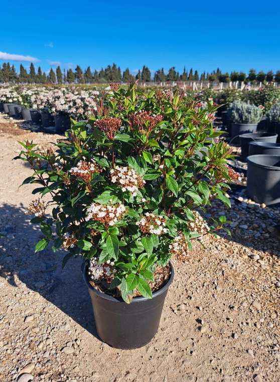ornacom_viburnum tinus ornacom_viburnum tinus