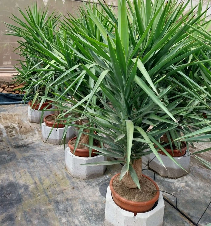ornacom_yucca elepantipes