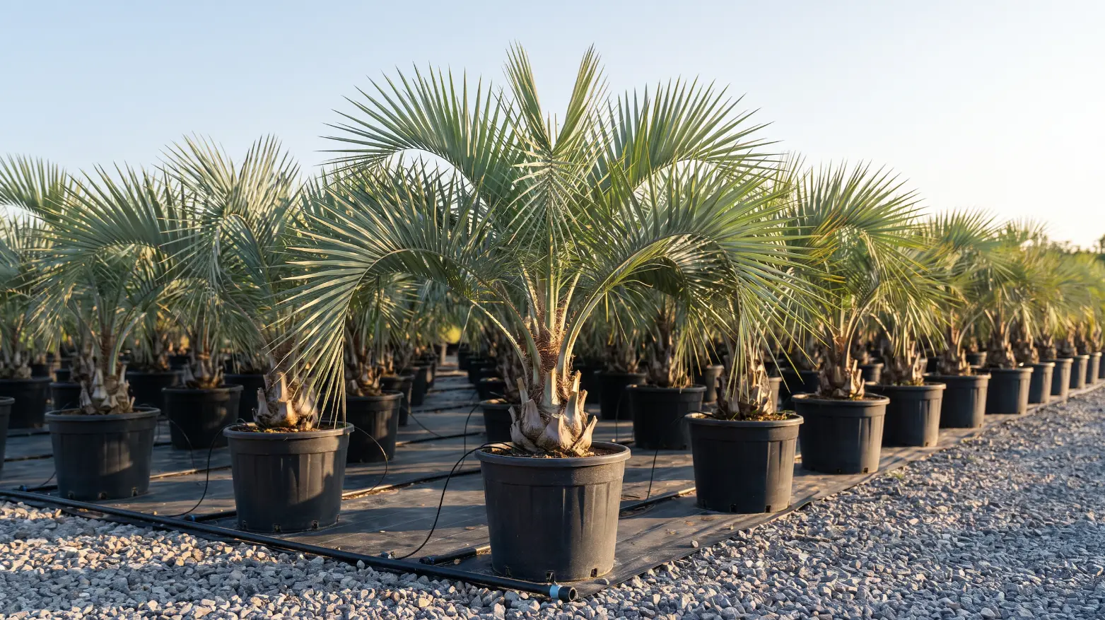 Butia-capitata