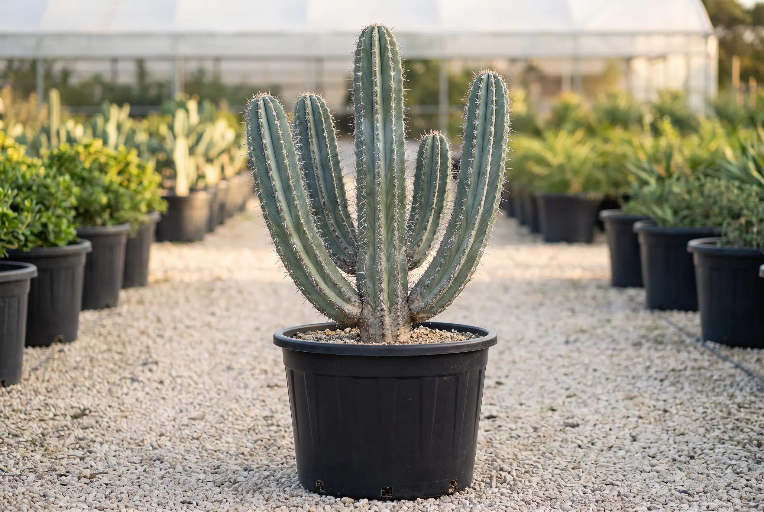 CACTUS EJEMPLARES horizontal