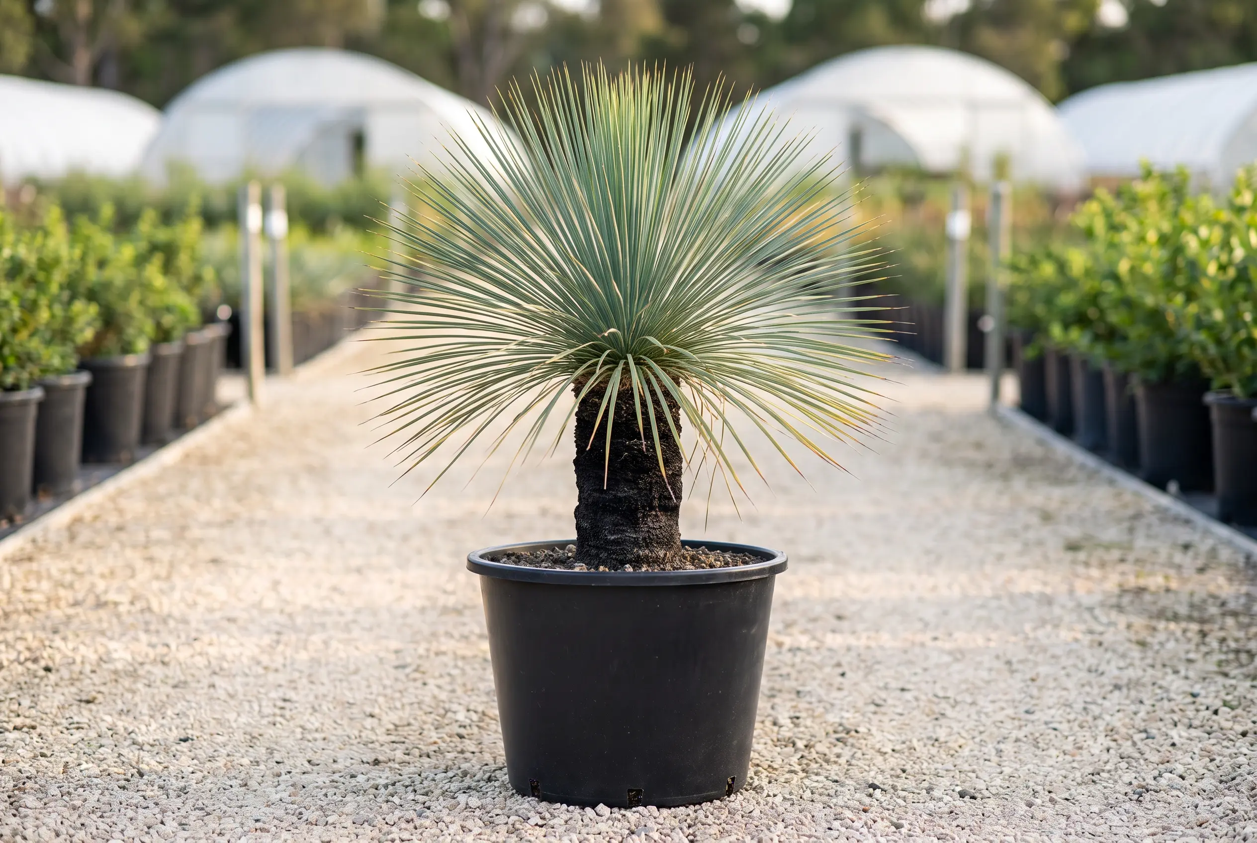 XANTHORRHOEA GLAUCA Horizontal