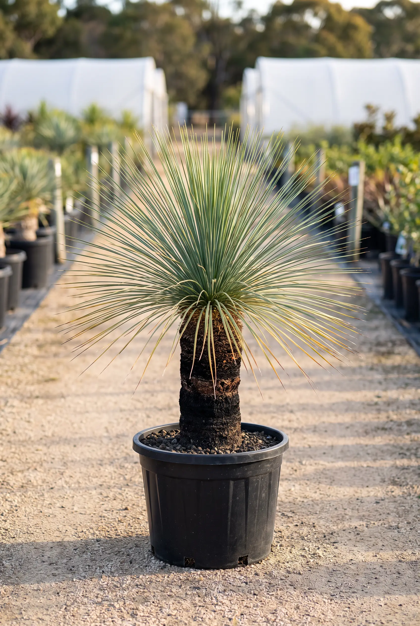 Xanthorrhoea glauca