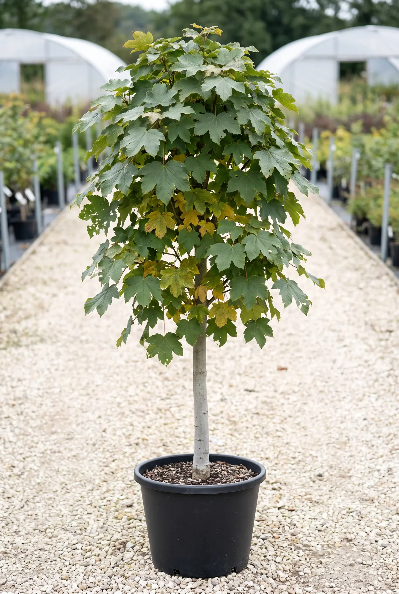 acer-pseudoplatanus-vertical