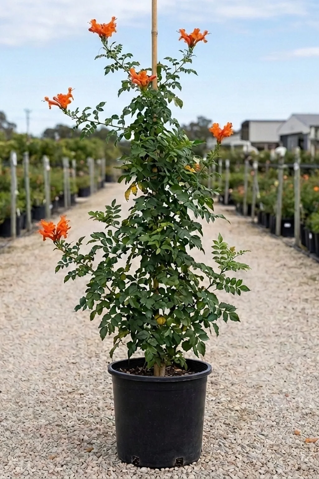bignonia-capensis-vertical