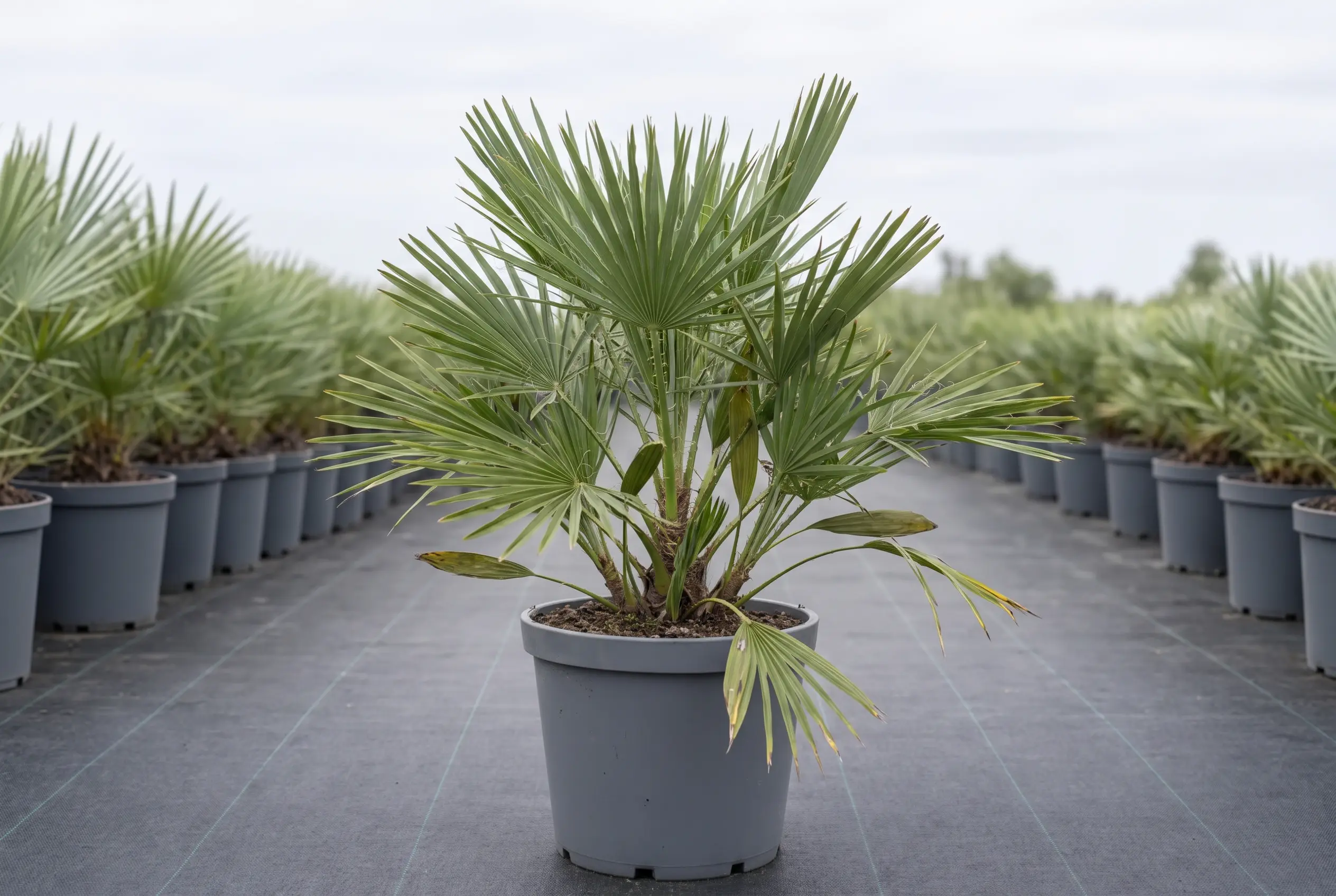 ornacom Chamaerops Humilis ornacom Chamaerops Humilis