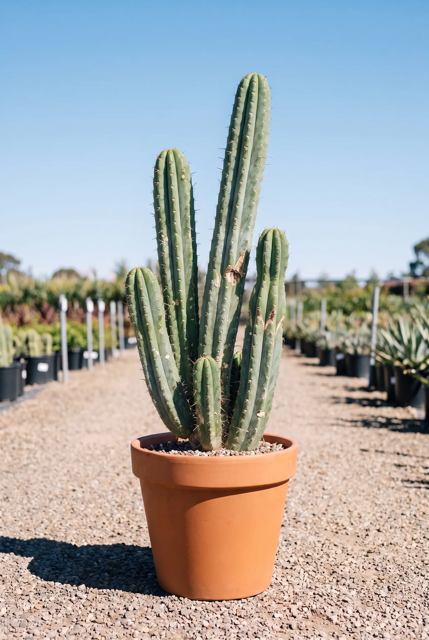 Cactus colonnaire