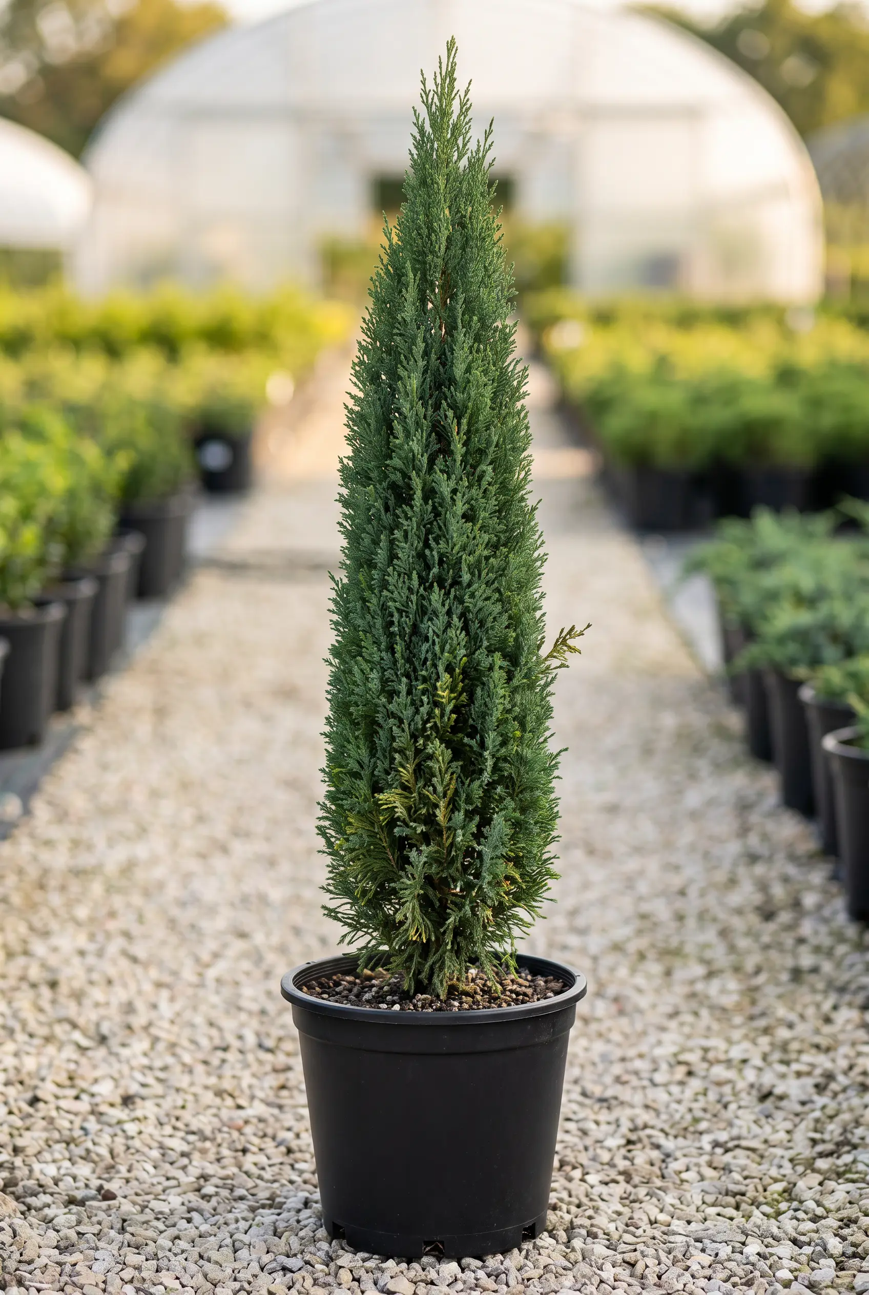 ornacom_CUPRESSUS SEMPERVIRENS_v