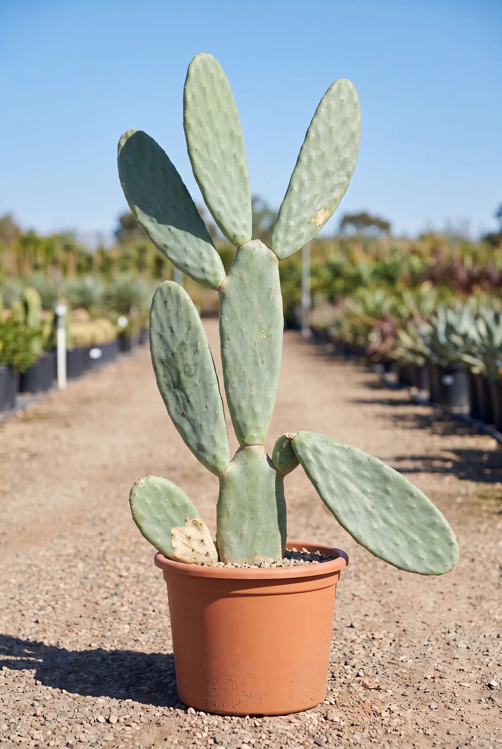 Opuntia titania