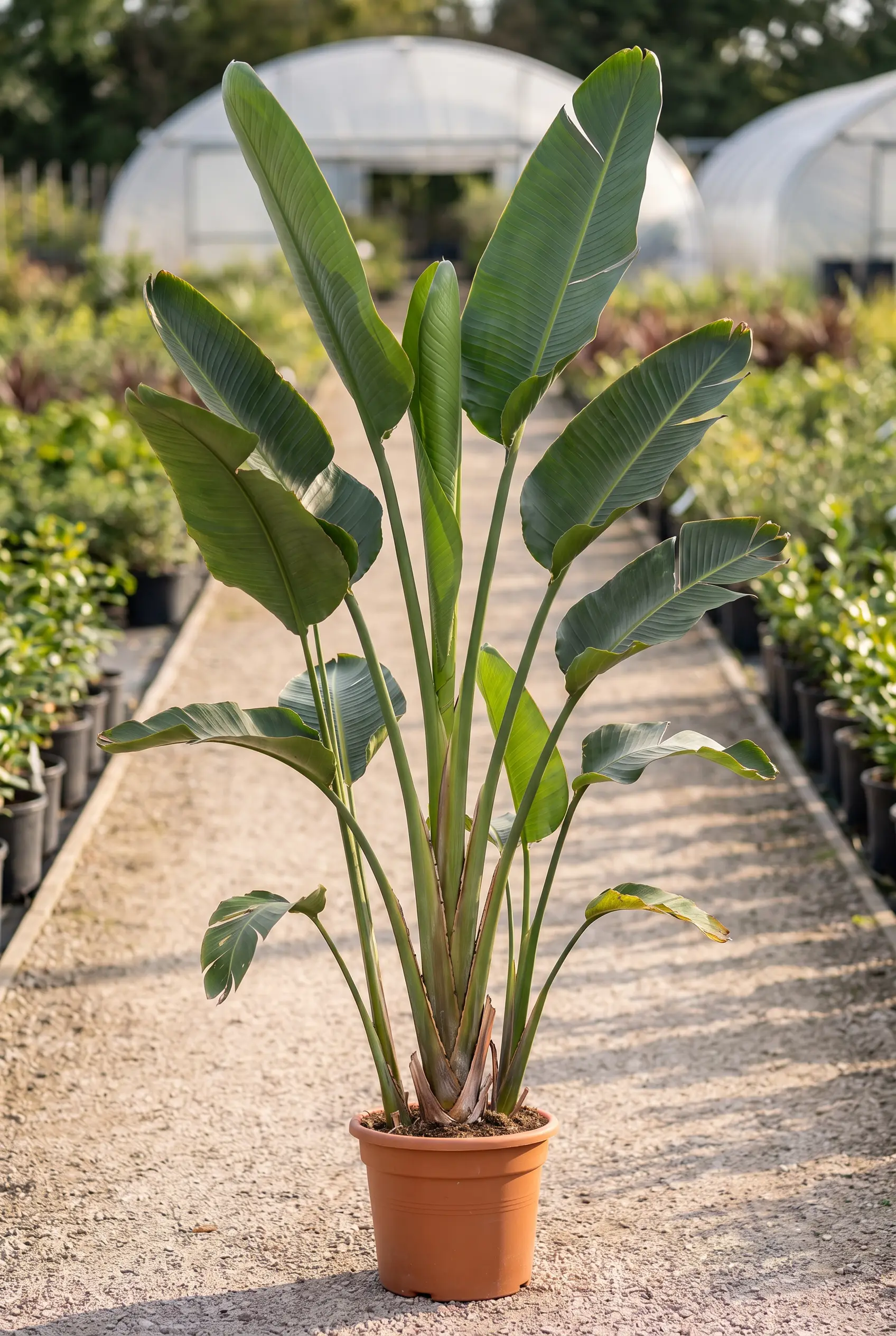 ornacom_STRELITZIA AUGUSTA._v