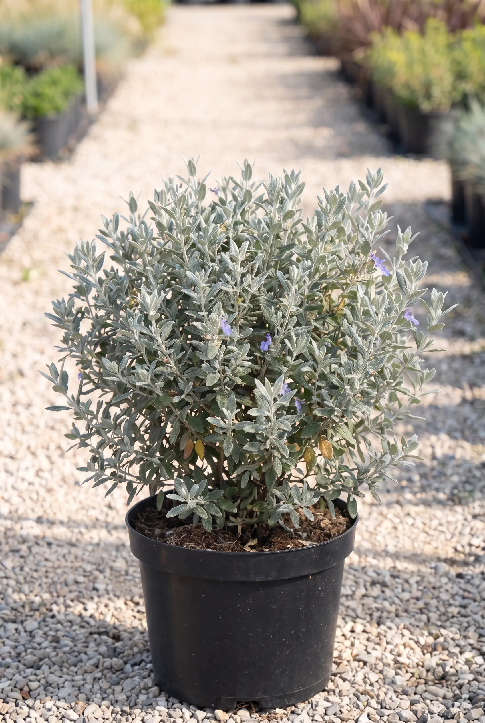 ornacom_TEUCRIUM FRUTICANS_v