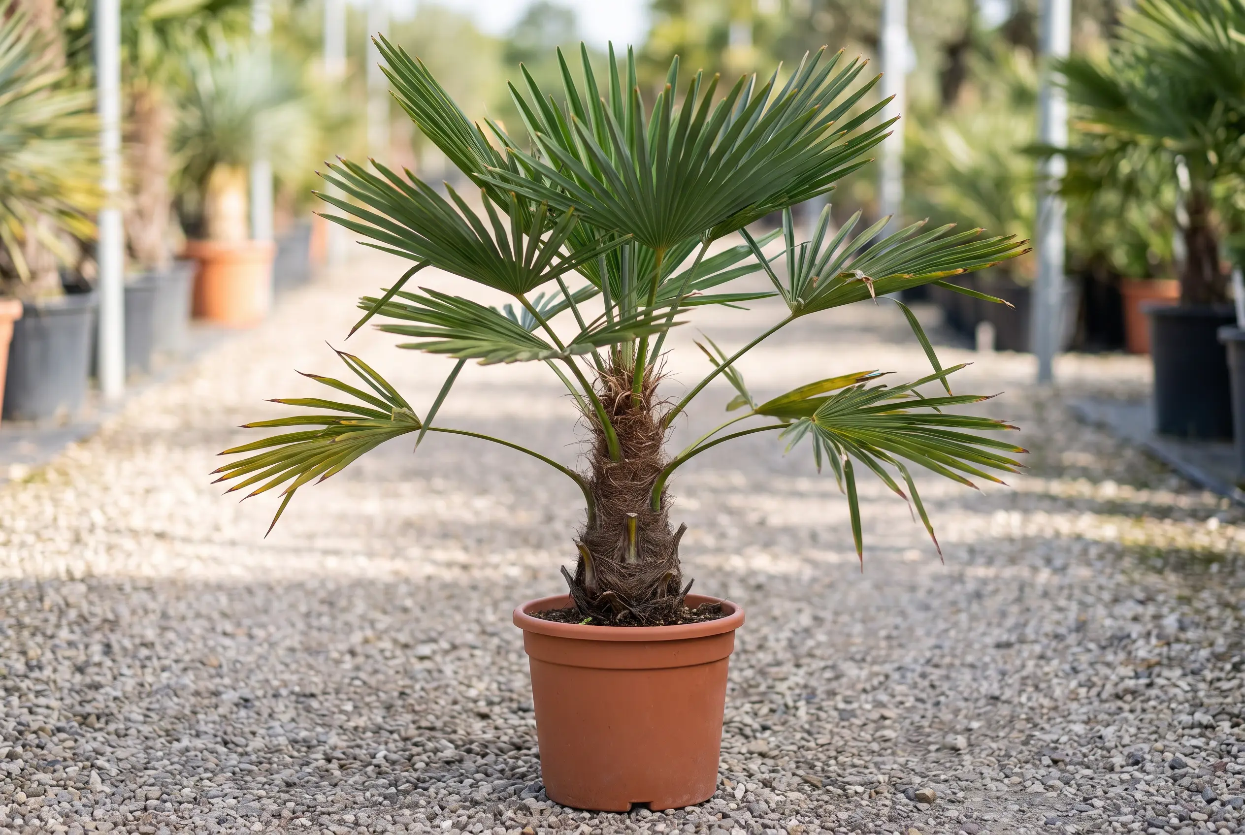 trachycarpus wagnerianus trachycarpus wagnerianus
