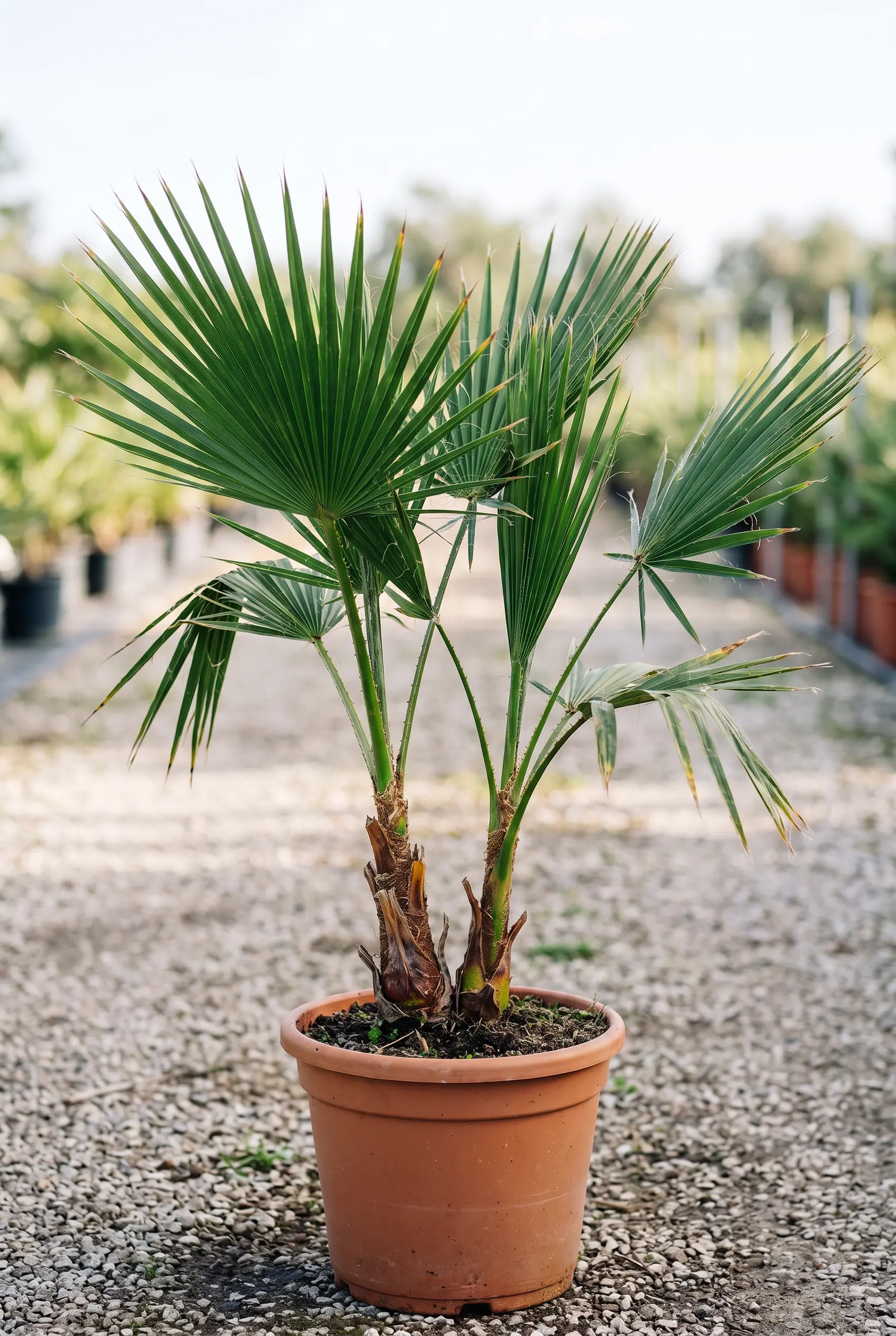 Washingtonia Robusta Washingtonia Robusta