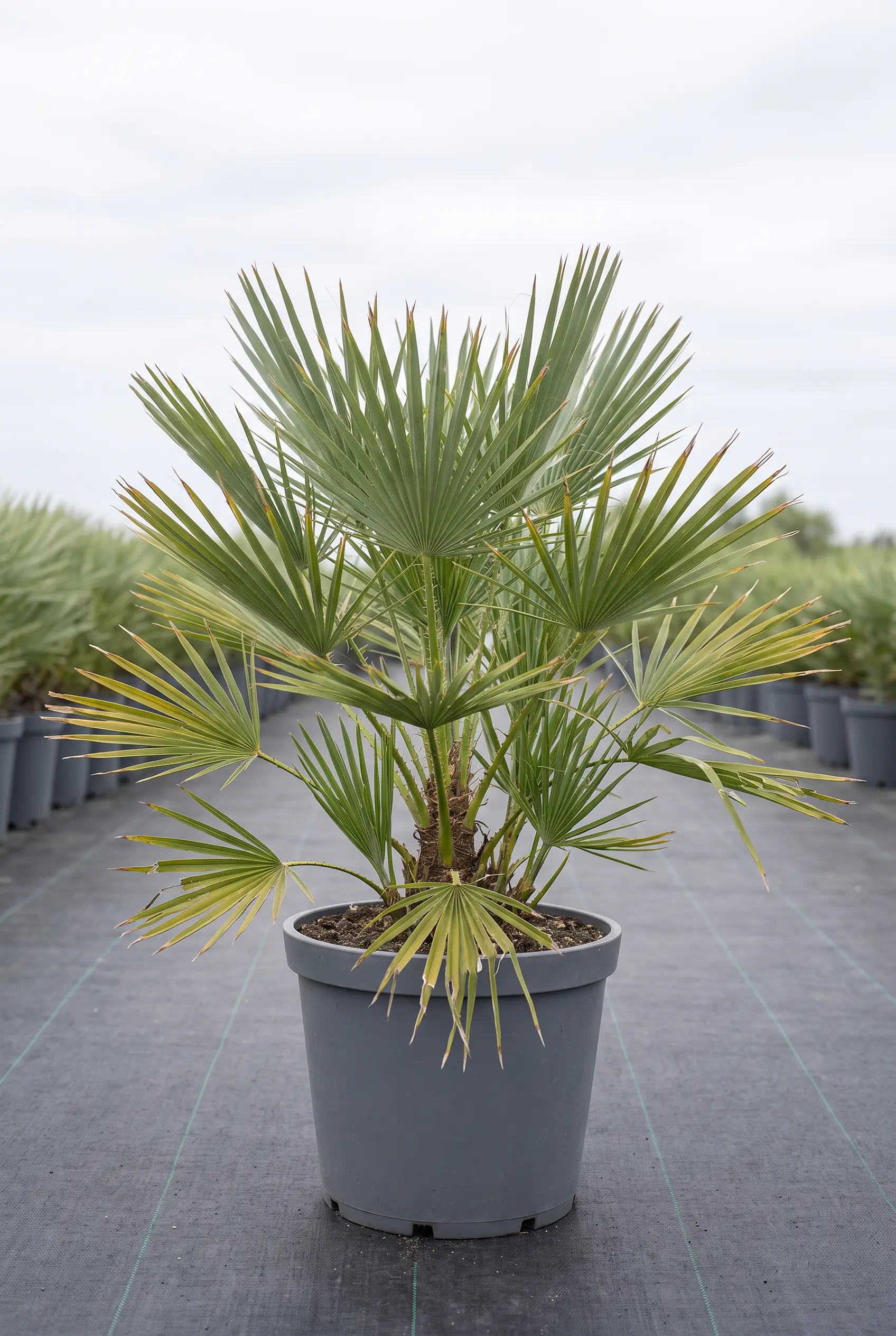 Chamaerops Humilis Chamaerops Humilis