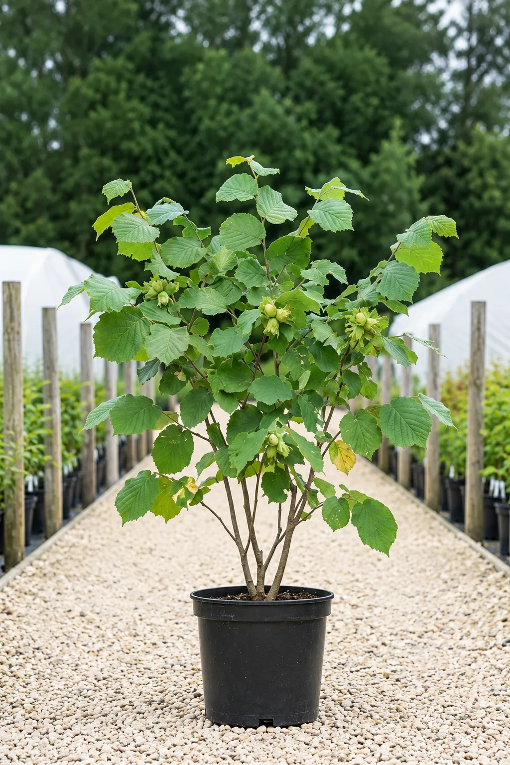 Corylus avellana Corylus avellana