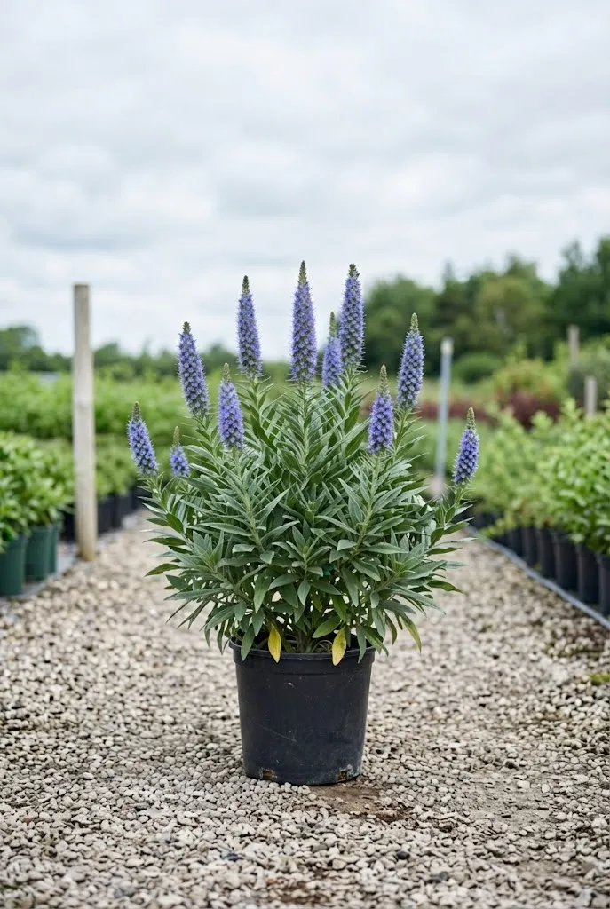 Echium candicans